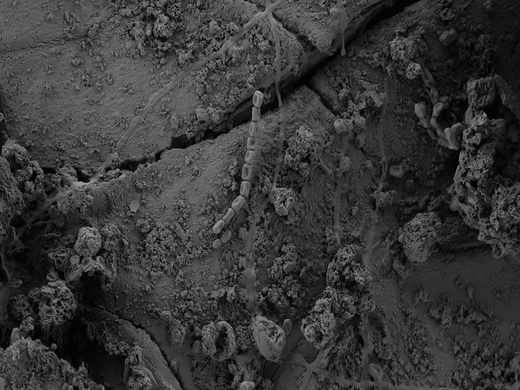 Formulated microbial product 02a