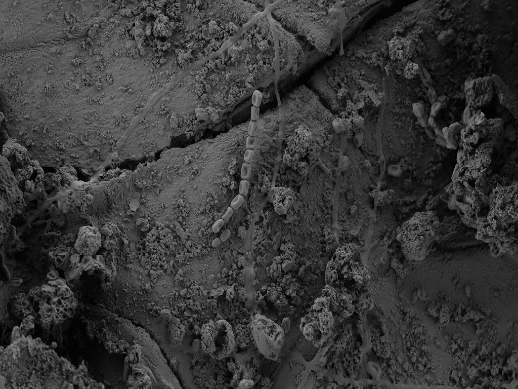 Organisms we have worked with